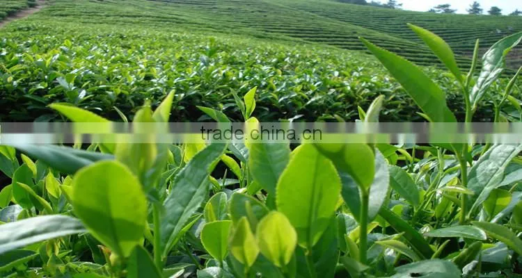 Matcha Private Label OEM Service