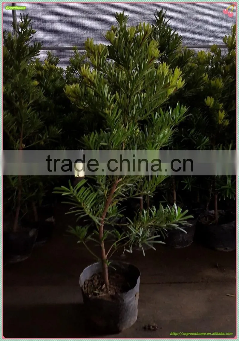 Outdoor Bonsai Podocarpus Macrophyllus