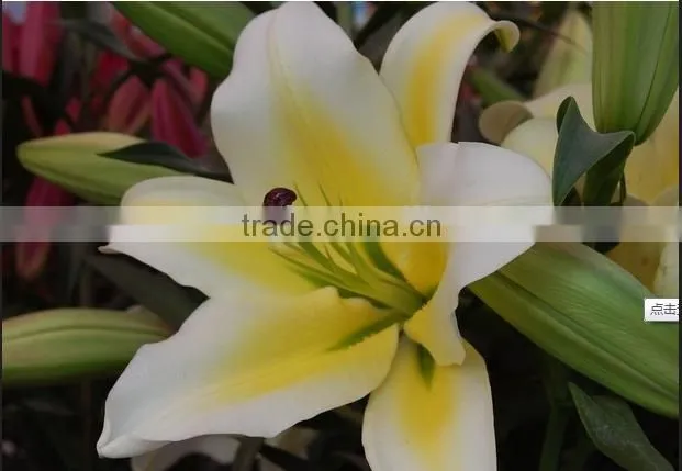 Decoration lily flower fresh cut lily flower Ornamental flower
