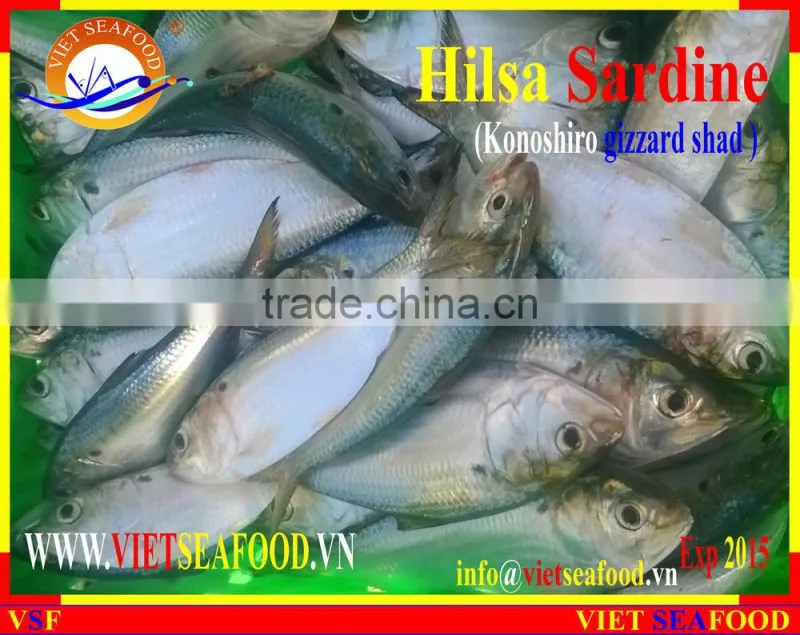 FROZEN HILSA SARDINE WHOLE ROUND