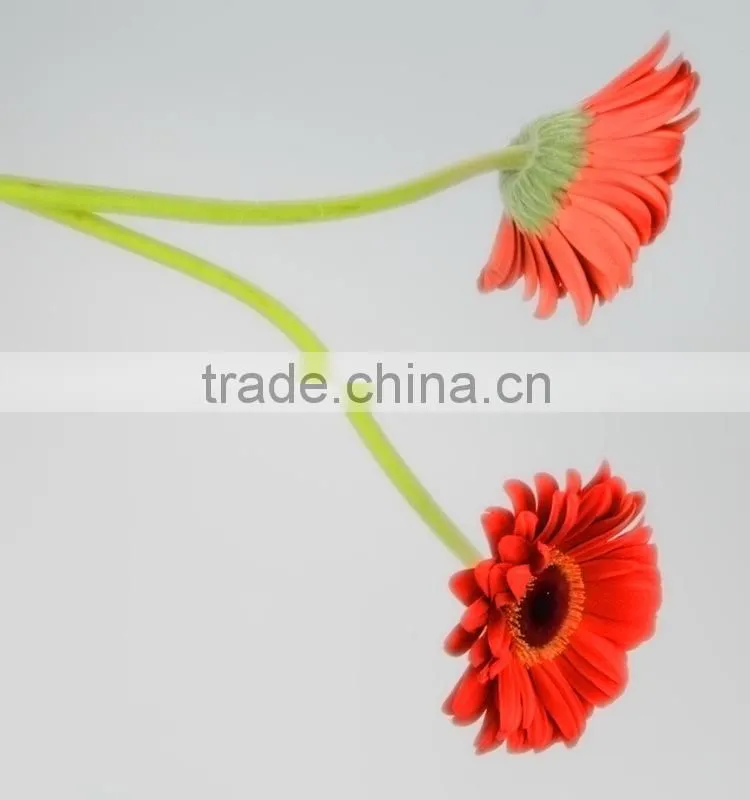 Bottom price Savanna dubai fresh flower red color gerbera