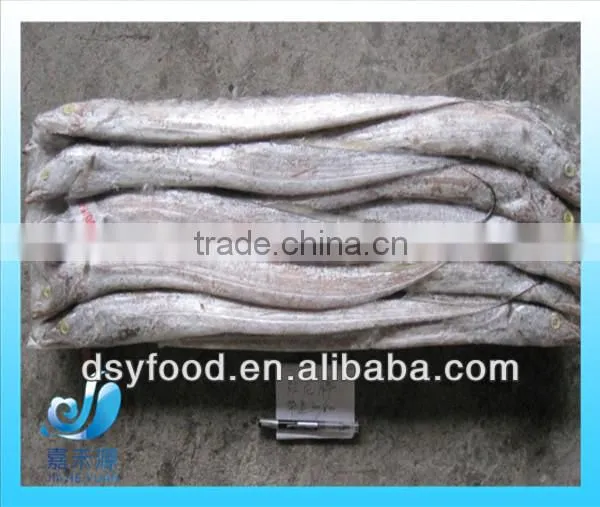 large whole round ribbon fish