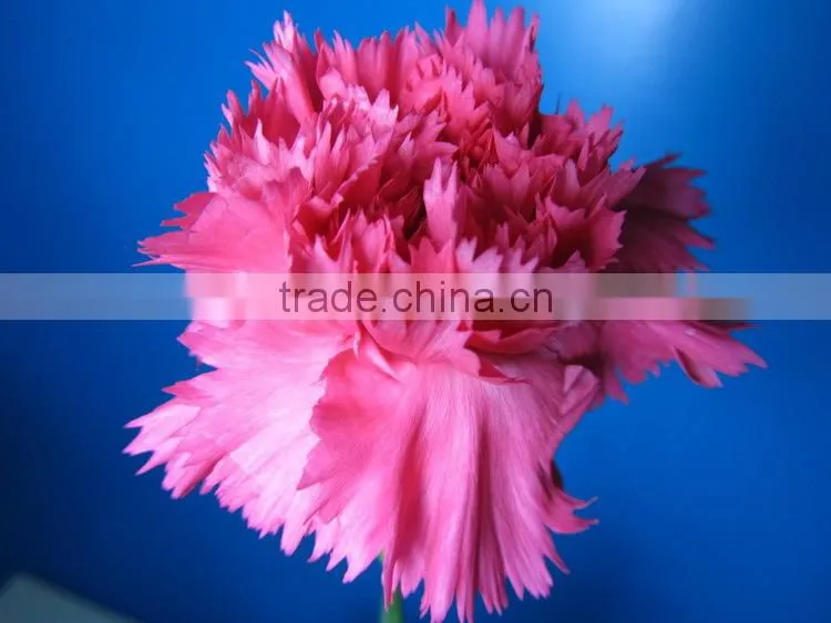 Wide varieties promotional single stem carnation for decoration