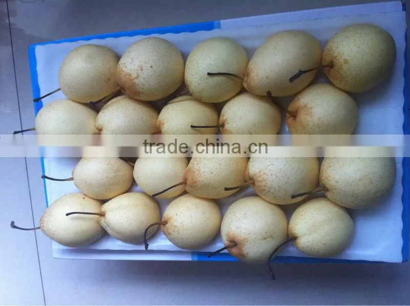 Ya pear New crop fresh pear wholsale