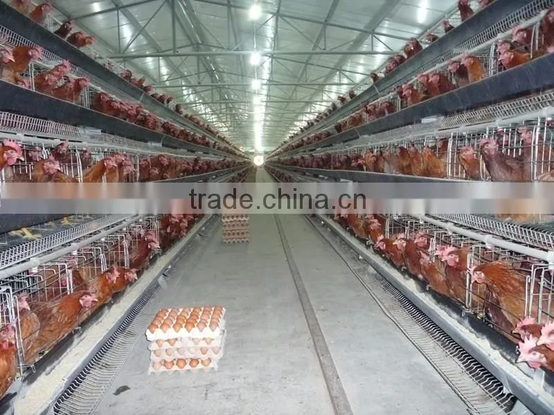 steel structure poultry house and poultry farming