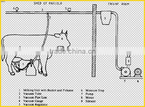 pipeline cow milking machine used in dairy farm