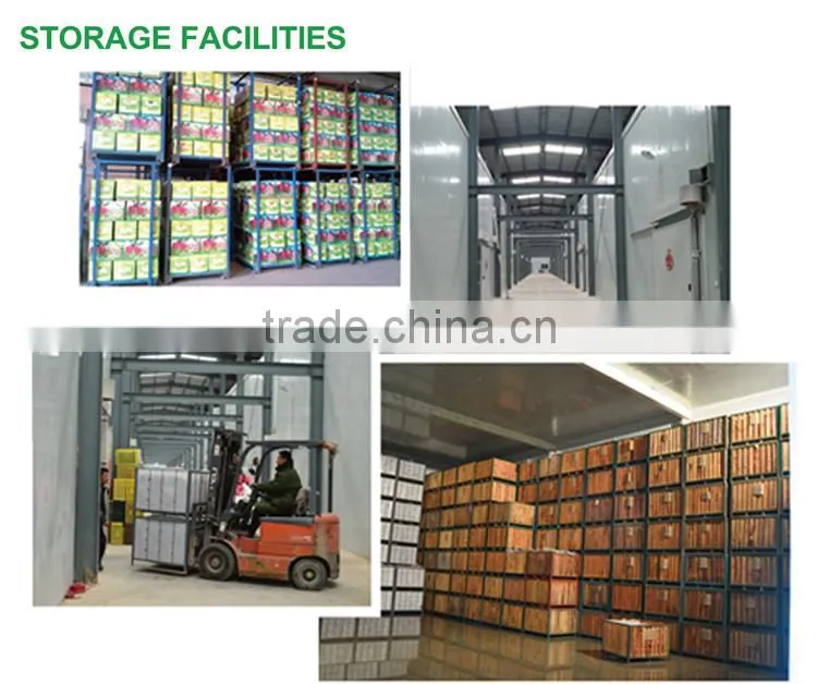 2016 New crop New season Huaniu apple Fresh apple China Gansu Tianshui Huaniu apple