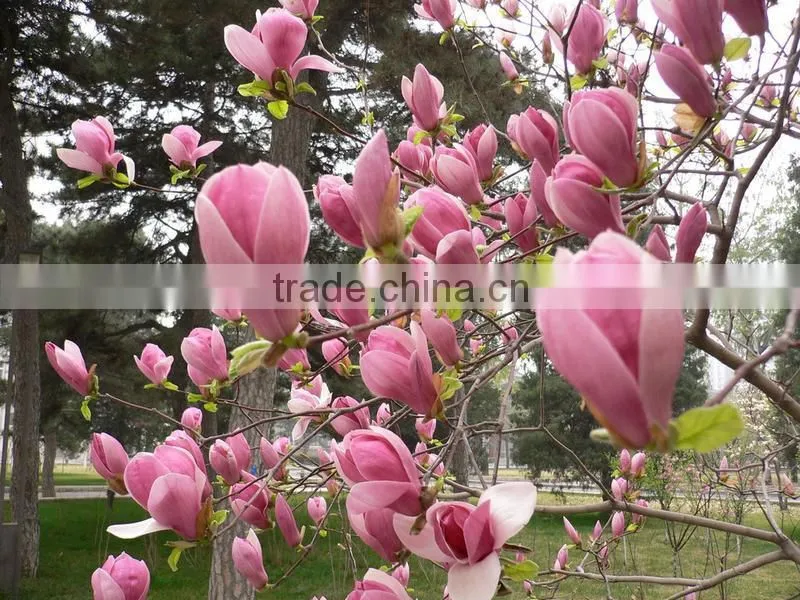 2016 Newest Purple Magnolia Seeds Mulan Tree Seeds For Planting