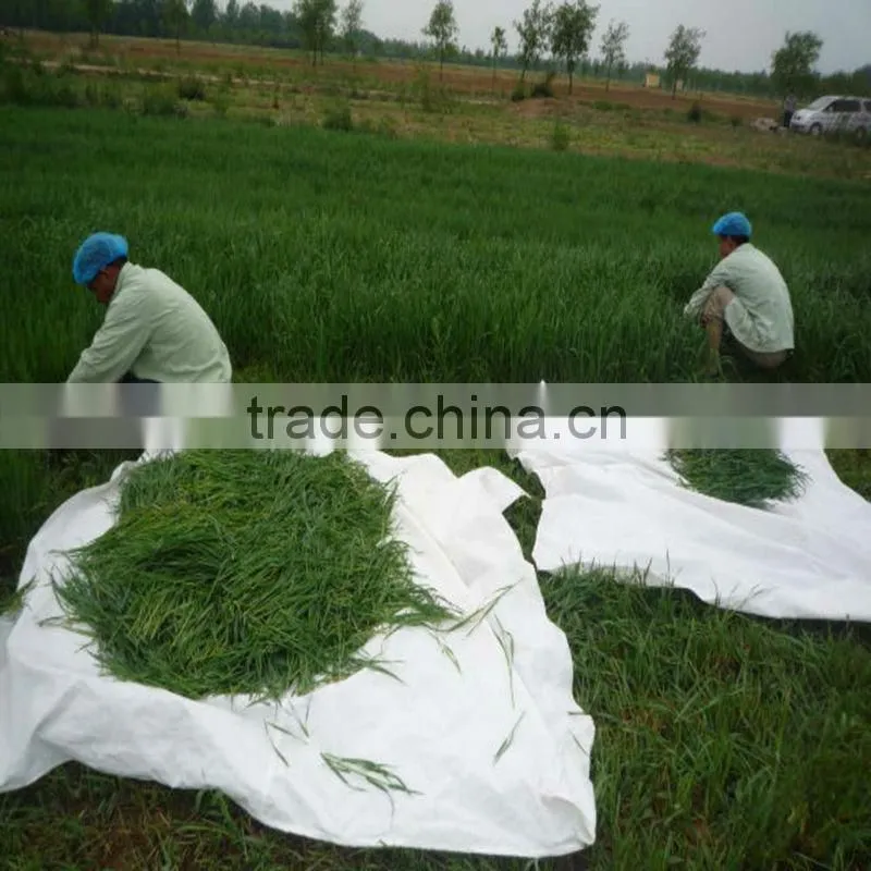Health Drink Organic Wheat Grass Powder