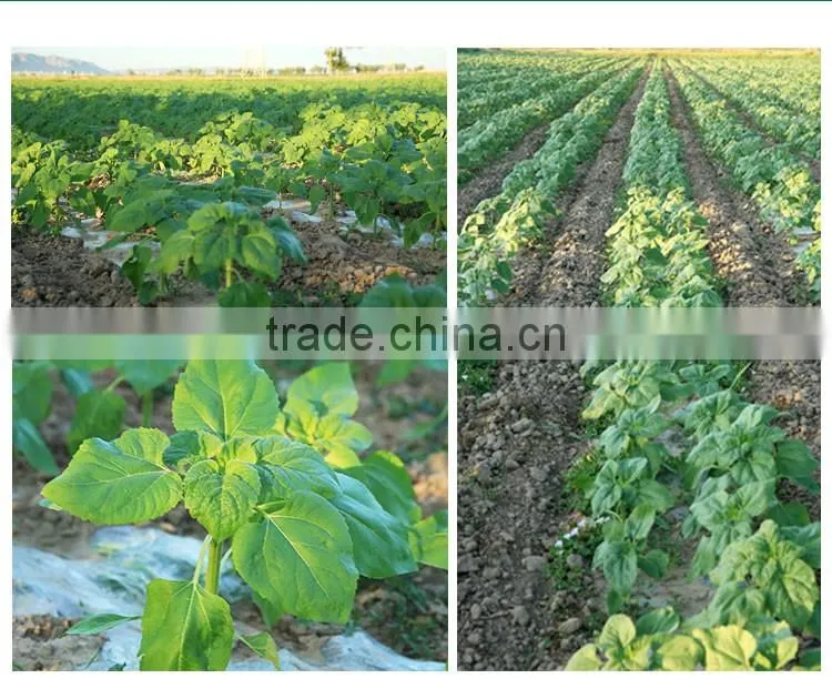 wholesale edible white pumpkin seed price