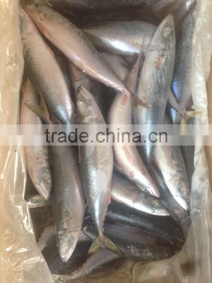 200-300g Frozen Mackerel Fish