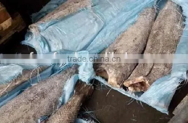 Oil Fish whole round fish