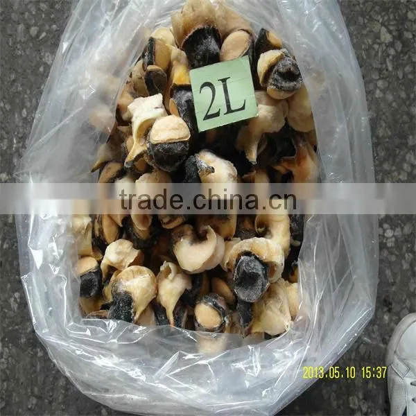 frozen seafood conch