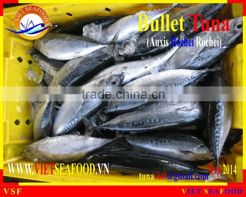 FROZEN BULLET TUNA