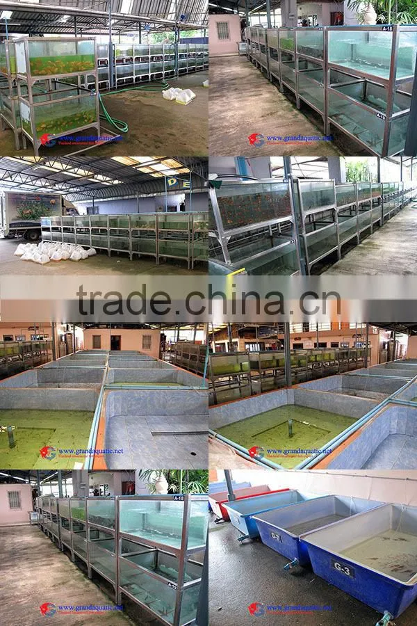 Aquarium Fish Tank Supply from Thailand