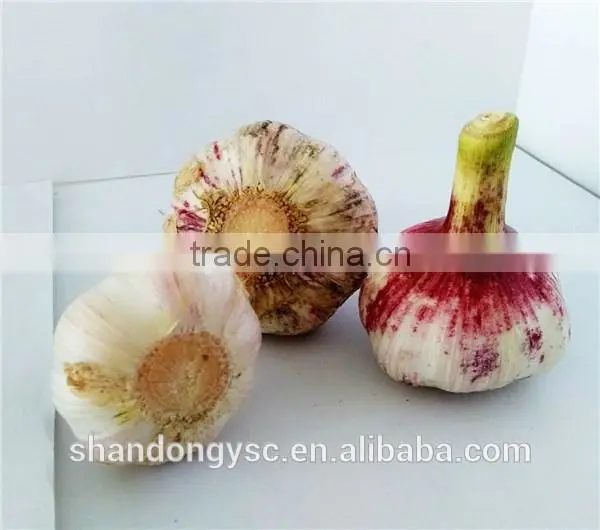 wholesale China garlic price