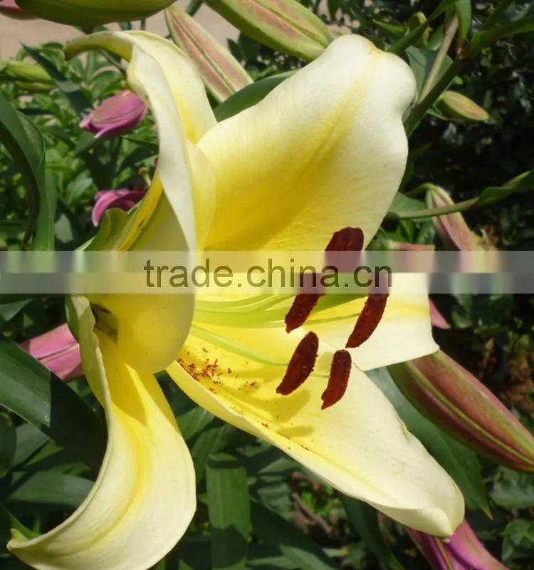 Newest Yellow King exporting yellow lily flower