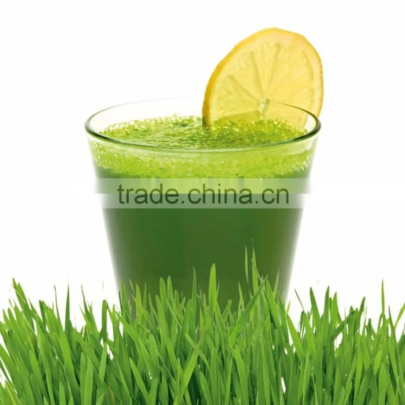 Quality High Wheat Grass Powder At Your Brand