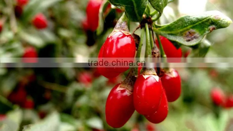 Chinese herbal oil 100 Pure and Natural Gouqi oil