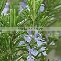 Pure and Natural Rosemary Oil/ essential oil
