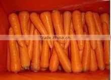 Chinese bulk fresh carrots