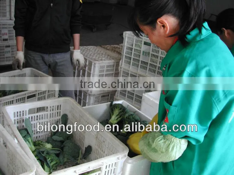 2012 new crop fresh broccoli
