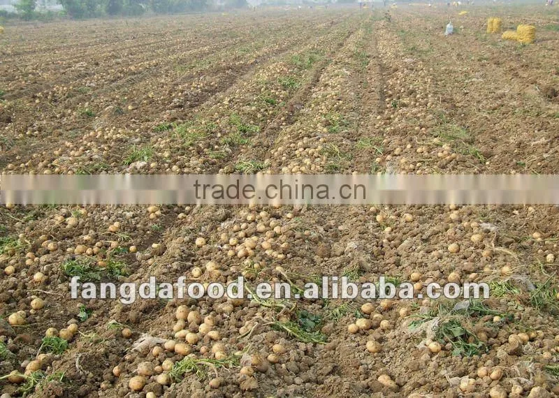 China fresh Holland potato