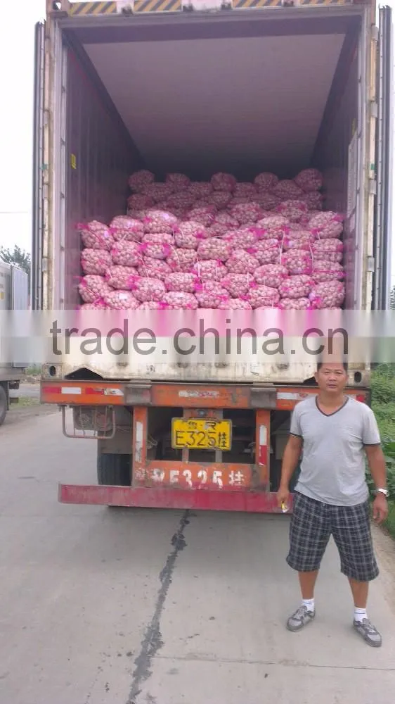 Fresh Style White Garlic from Cold Storage