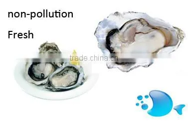 Hot selling oyster sauces food product