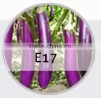 SQ03 Cuili excellent disease resistant f1 hybrid seeds of squash seeds