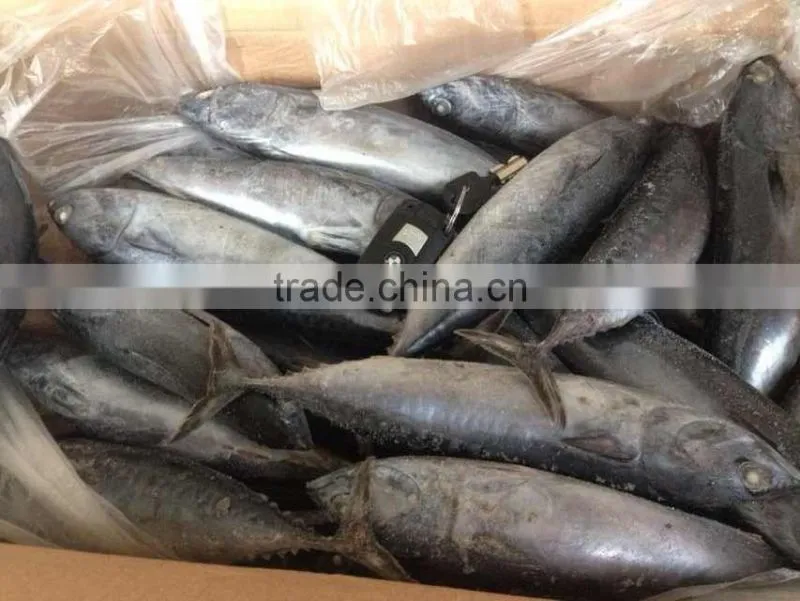 200-300G Frozen Bonito Tuna