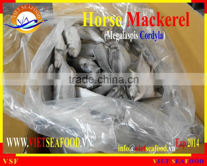 FROZEN W/R HORSE MACKEREL