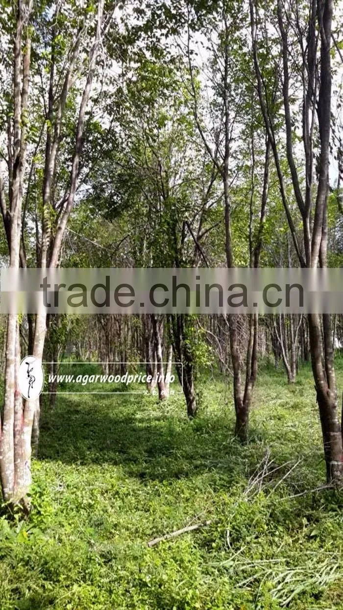 100% Nature from Agarwood Powder / Oud Powder - Nhang Thien JSC