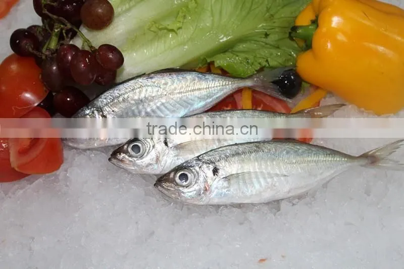 wholesale fishing frozen yellow tail horse mackerel fish