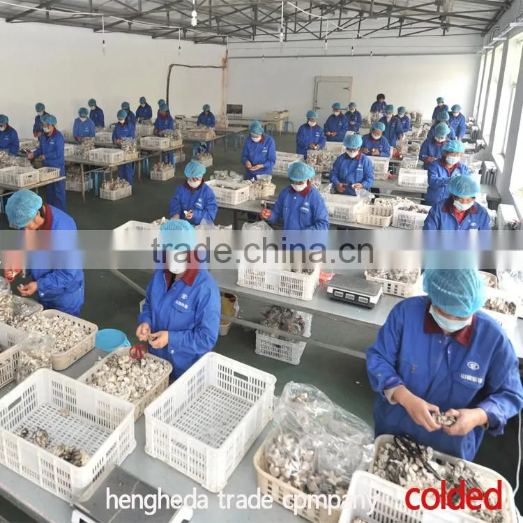 best selling Chinese style fresh mushroom in plastic drums