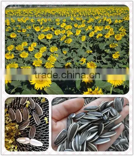 Inner Mongolia sunflower seeds 5009