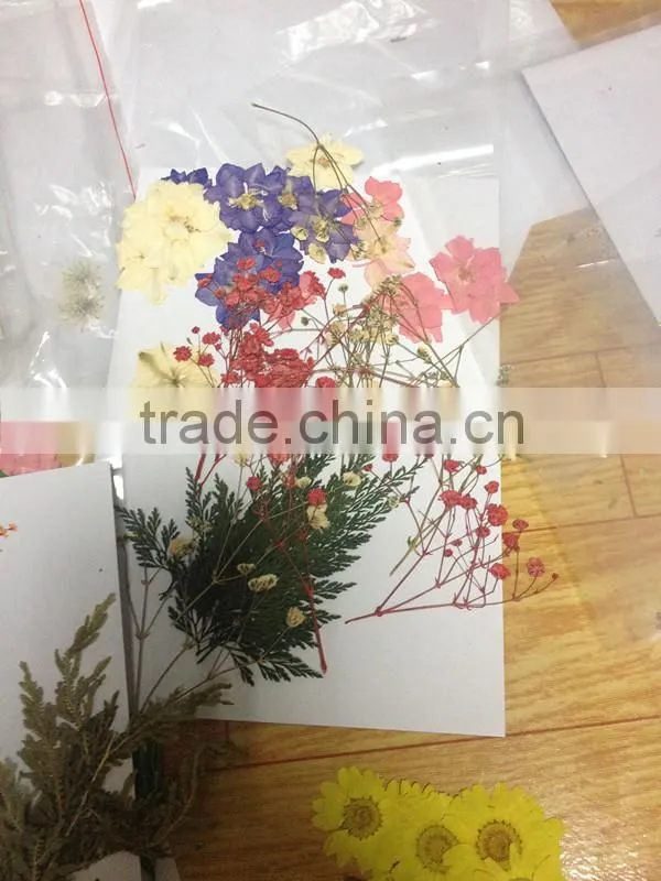 true dry flower mobile phone accessories for Iphone 6 p covers