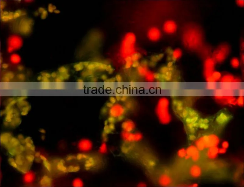 SONY ICX285 2/3" Imaging sensor Color for Machine vision and inspection