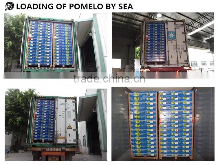 2015 Fresh GuanXi honey pomelo