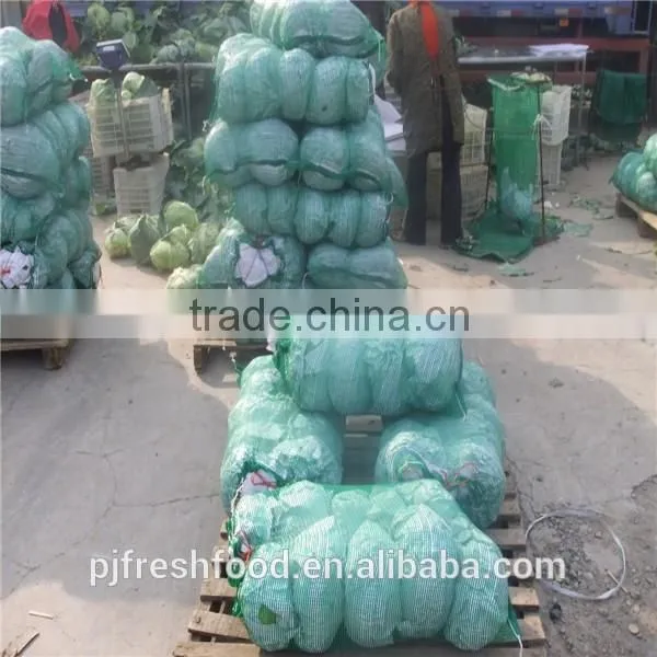 Hot sale Chinese Big White long Cabbage