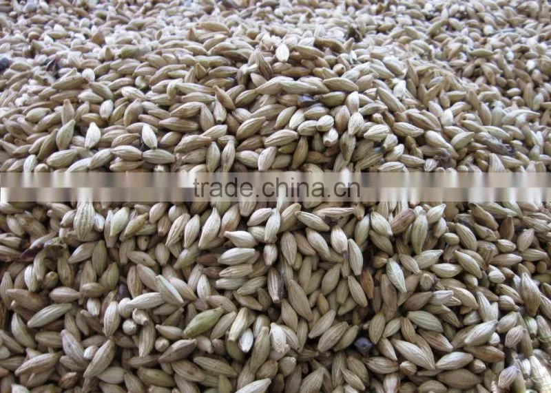 Sweet osmanthus Sweet olive Tea olive Fragrant olive seeds for growing beautiful flower trees