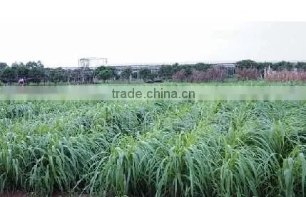High Yield Feed Livestock Pennisetum Glaucum Grass Seed Supplier