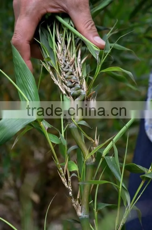 Perennial plants bamboo seedling