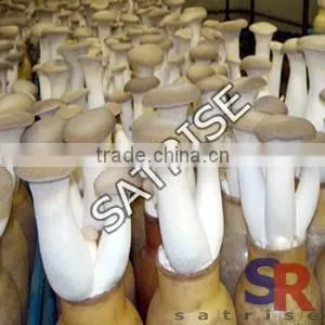 mushroom production Equipment Plastic Inoculation Stick Low Price
