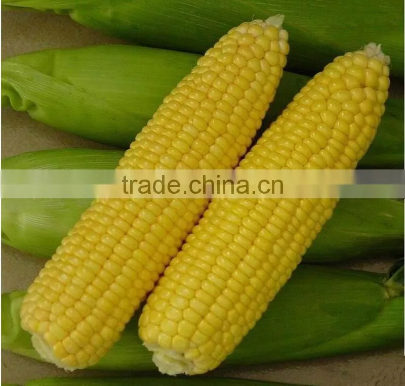 sweet corn husking machine/High efficiency sweet corn machine