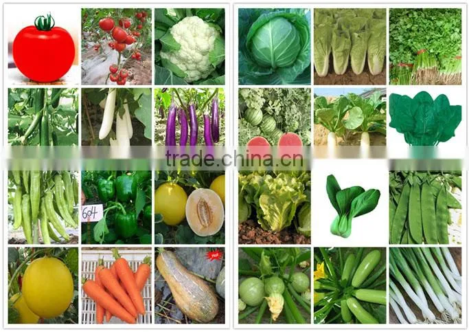 SQ16 Cuty very early maturity baby pick hybrid squash seeds