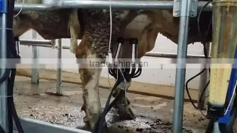 Dairy Farming Milking Equipment Automatic Milking Parlor