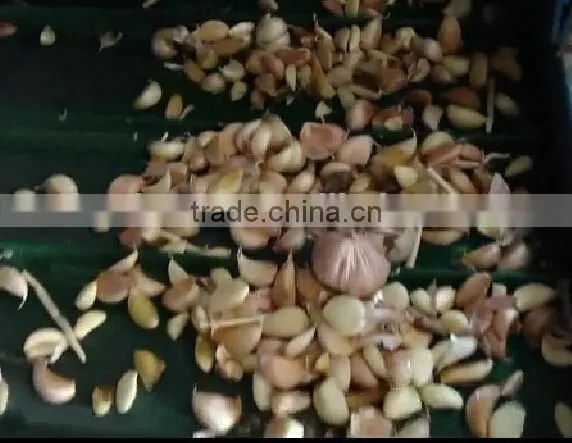 Belt Type CCD Color Sorter for Fresh Garlic or beans or seeds 0086 371 65866393