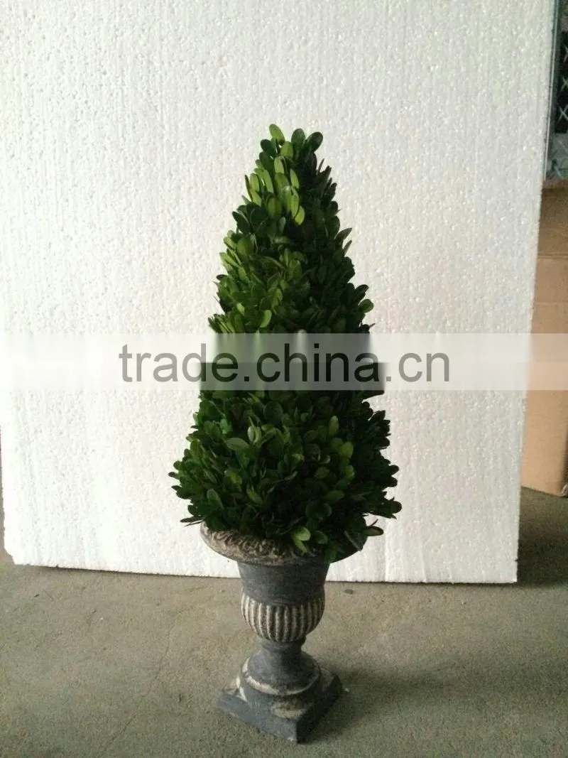 Potted preserved boxwood ball topiary producer