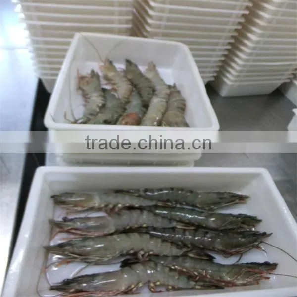 hgh quality frozen headless black tiger shrimp